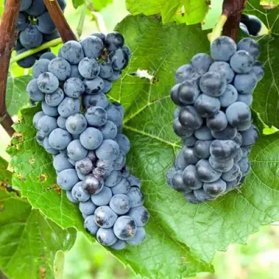 Виноград ВЭЛИАНТ в Полоцке