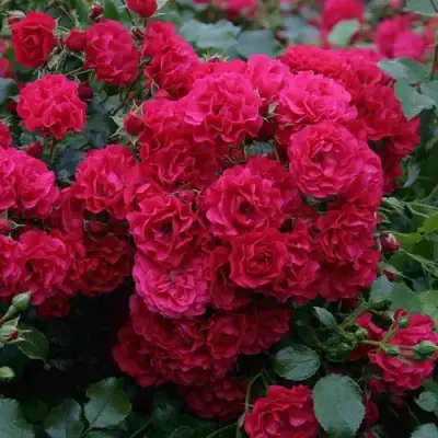 Роза РАДОСТЬ САДОВНИКА (ГАРТЕН ФРОЙДЕ) почвопокровная в Полоцке