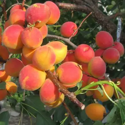 Абрикос РУБИН в Полоцке