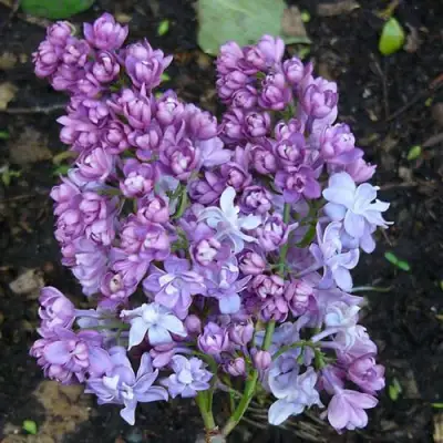 Сирень НАДЕЖДА в Полоцке