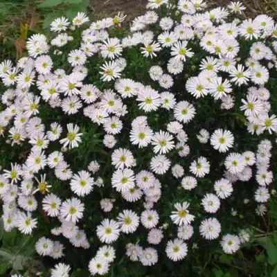 Астра ВАЙС многолетняя в Полоцке