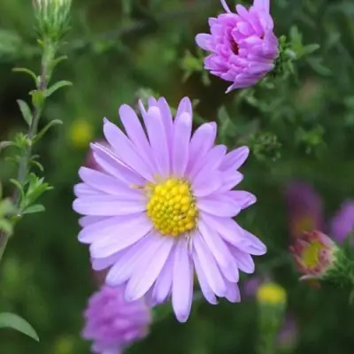 Астра СТРОУБЕРРИ ЭНД КРИМ новобельгийская в Полоцке