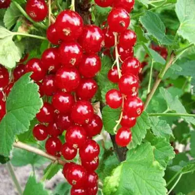 Смородина красная ФЕРТОДИ в Полоцке