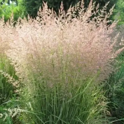 Вейник ОВЕРДАМ остроцветковый в Полоцке