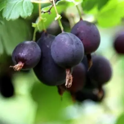 Крыжовник ЧЕРНОМОР в Полоцке