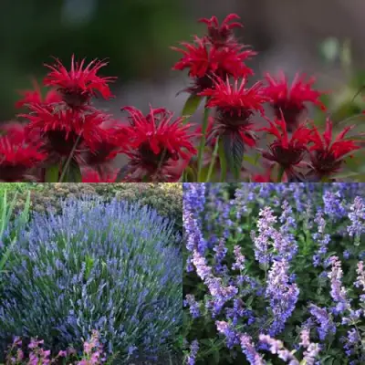 Комплект АРОМАТНЫЙ ЧАЙ в Полоцке