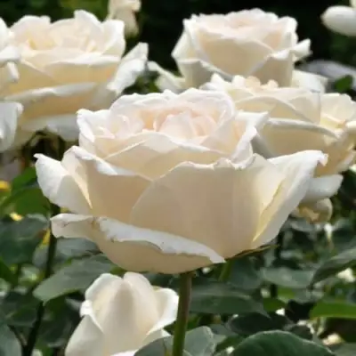 Роза БОИНГ чайно-гибридная в Полоцке