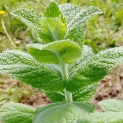 Мята яблочная в Полоцке