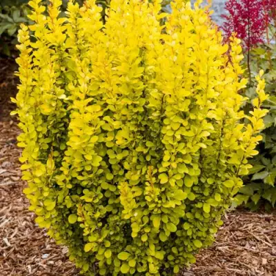 Барбарис ГОЛДЕН ТОРЧ тунберга в Полоцке