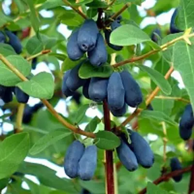 Жимолость съедобная АМФОРА в Полоцке