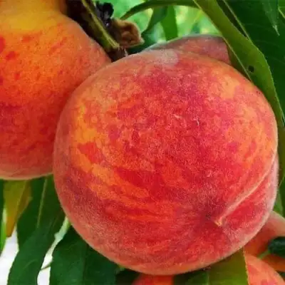 Персик ЗОЛОТОЙ ЮБИЛЕЙ в Полоцке