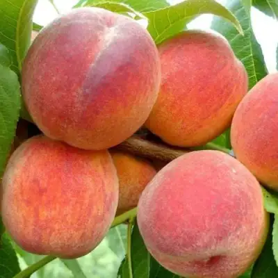 Персик ВАЙН ГОЛД Т3 в Полоцке