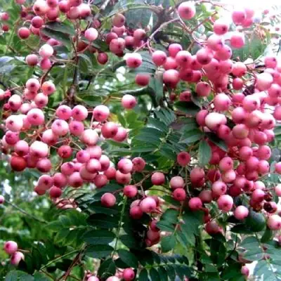 Рябина COREAL сладкоплодная  в Полоцке