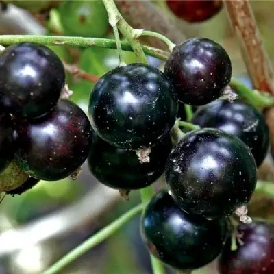 Смородина чёрная ЧЕРЕШНЁВАЯ в Полоцке