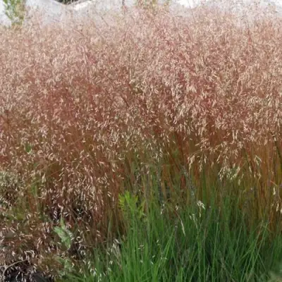 Щучка извилистая в Полоцке