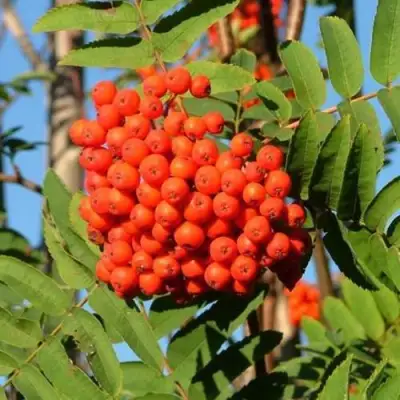 Рябина САХАРНАЯ ПЕТРОВА сладкоплодная в Полоцке