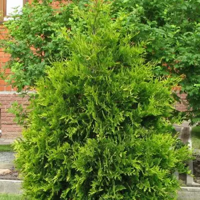 Туя АНЯ (АНИЕ) западная в Полоцке