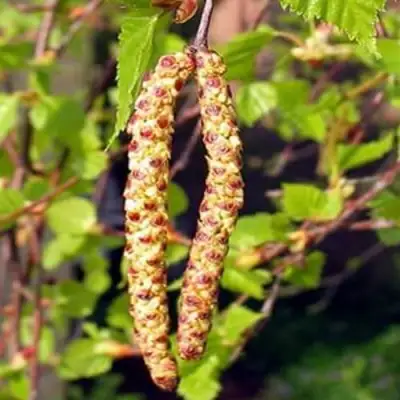 Береза бородавчатая в Полоцке