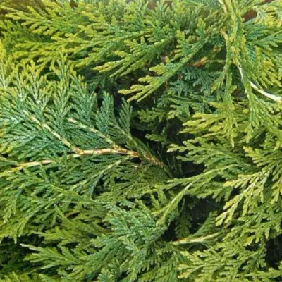 Кипарисовик ЭЛВУДИ ЭМПАЙР лавсона в Полоцке