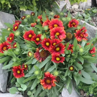 Гайлардия АРИЗОНА РЕД ШЕЙДС в Полоцке