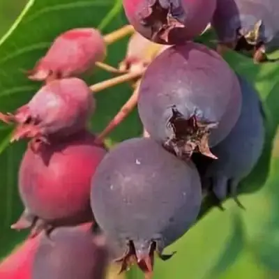 Ирга MANDAN в Полоцке