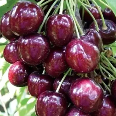 Черешня СИЛЬВИЯ колоновидная в Полоцке