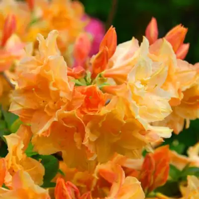 Азалия ЧАРДАШ листопадная в Полоцке