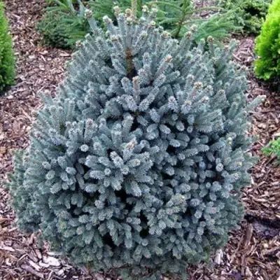 Ель НАНА сизая в Полоцке