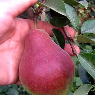 Груша РУМЯНАЯ КЕДРИНА в Полоцке