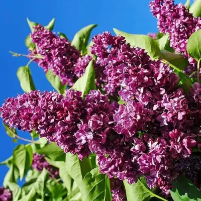 Сирень ЧАРЛЬЗ ДЖОЛИ в Полоцке