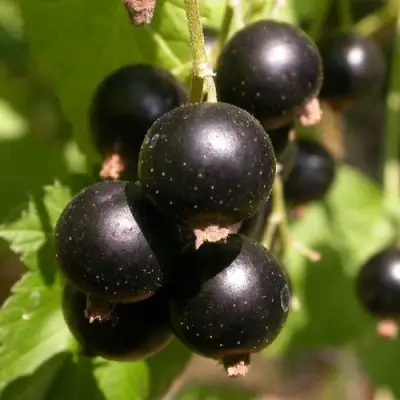 Смородина чёрная БИНАР в Полоцке