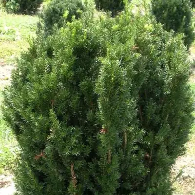 Тис ХИКСИ средний в Полоцке