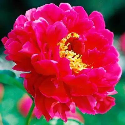 Пион ХРАБРЫЙ ВОИН травянистый в Полоцке