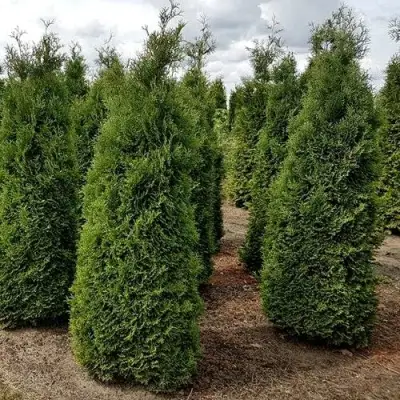 Туя ХОЛМСТРУП западная в Полоцке