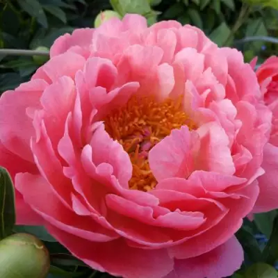 Пион КОРАЛ САНСЕТ травянистый в Полоцке