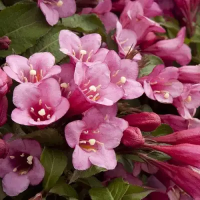 Вейгела ФЛОРИДА в Полоцке