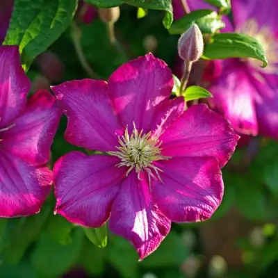 Клематис КАРМЕНСИТА в Полоцке