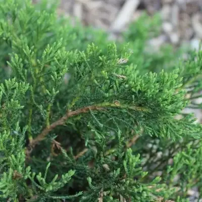 Можжевельник РОКЕРИ ДЖЕМ казацкий  в Полоцке