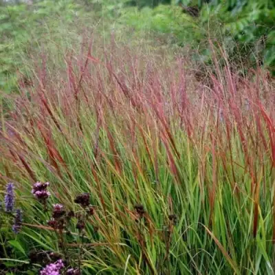 Просо РЕБРАУН прутьевидное в Полоцке