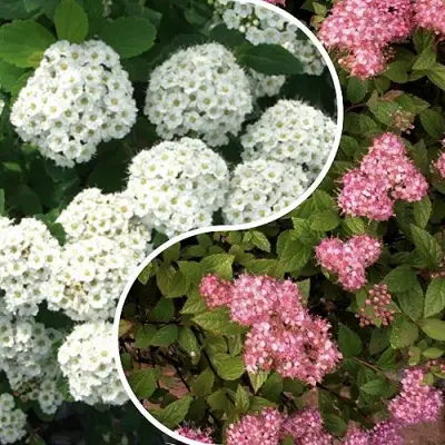 Комплект ТАЛАНТЛИВЫЙ САДОВОД в Полоцке