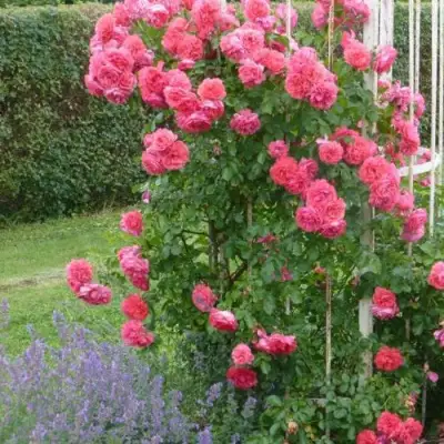 Роза РОЗАРИУМ ЮТЕРСОН плетистая в Полоцке