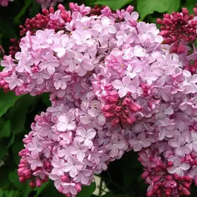 Сирень ЭСТЕР СТЕЙЛИ в Полоцке