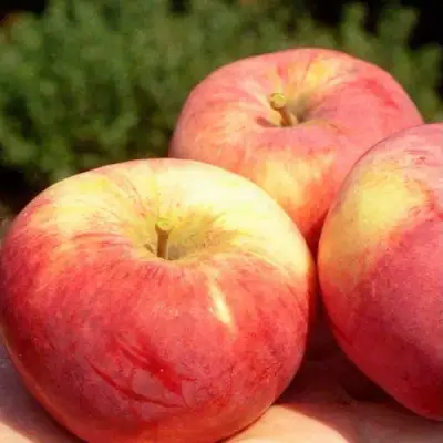 Яблоня ОРЛОВИМ в Полоцке