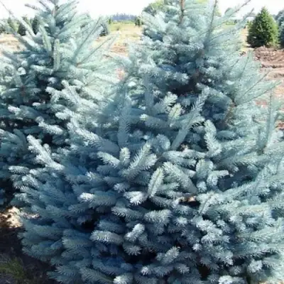 Ель ГЛАУКА колючая в Полоцке