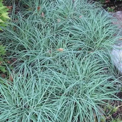 Осока БЛЮ ЗИНГЕР в Полоцке