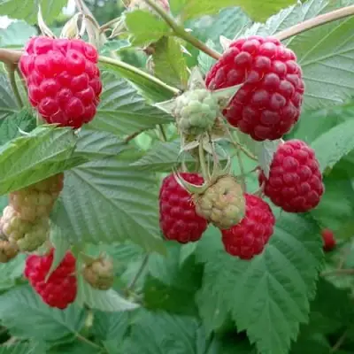 Малина ПРОСТО ПРЕЛЕСТЬ (СТОЛЕШНИК) в Полоцке