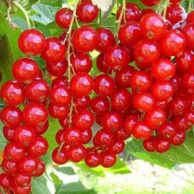 Смородина красная ФЕРТОДИ в Полоцке