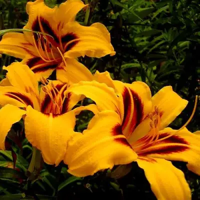 Лилейник БОНАНЗА гибридный в Полоцке