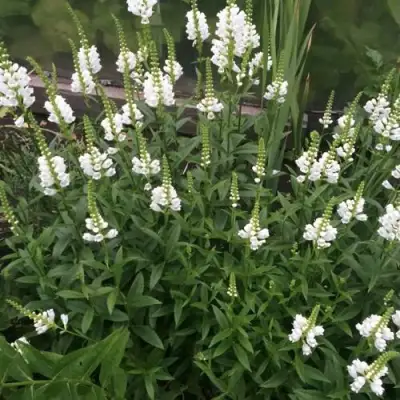 Физостегия АЛЬБА виргинская в Полоцке