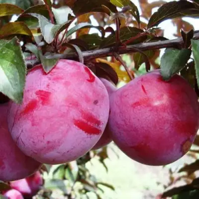 Слива ЛАМА в Полоцке